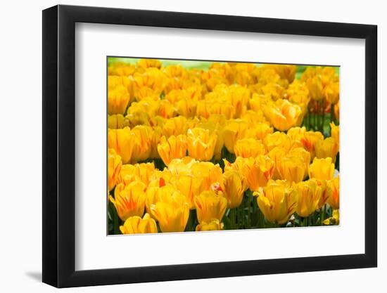 Yellow Tulips-Colette2-Framed Photographic Print