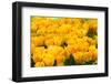 Yellow Tulips-Colette2-Framed Photographic Print