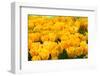 Yellow Tulips-Colette2-Framed Photographic Print