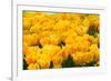 Yellow Tulips-Colette2-Framed Photographic Print