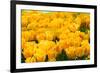 Yellow Tulips-Colette2-Framed Photographic Print