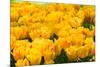 Yellow Tulips-Colette2-Mounted Photographic Print