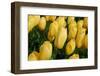 Yellow Tulips-nphotographer-Framed Photographic Print