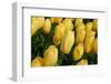 Yellow Tulips-nphotographer-Framed Photographic Print