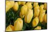 Yellow Tulips-nphotographer-Mounted Photographic Print