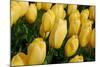Yellow Tulips-nphotographer-Mounted Photographic Print