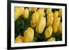 Yellow Tulips-nphotographer-Framed Photographic Print