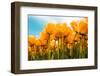 Yellow Tulips-kruwt-Framed Photographic Print