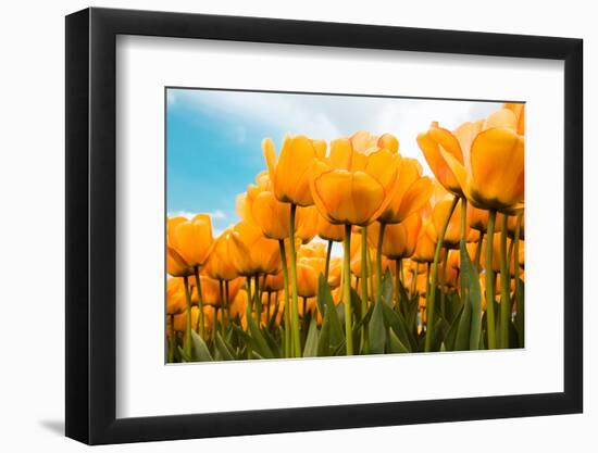 Yellow Tulips-kruwt-Framed Photographic Print