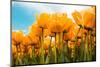 Yellow Tulips-kruwt-Mounted Photographic Print