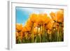 Yellow Tulips-kruwt-Framed Photographic Print