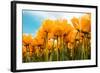 Yellow Tulips-kruwt-Framed Photographic Print