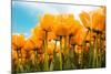 Yellow Tulips-kruwt-Mounted Photographic Print