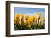 Yellow Tulips-kruwt-Framed Photographic Print