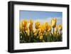 Yellow Tulips-kruwt-Framed Photographic Print