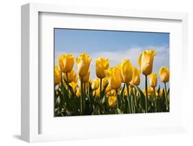 Yellow Tulips-kruwt-Framed Photographic Print