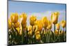 Yellow Tulips-kruwt-Mounted Photographic Print