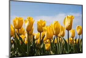 Yellow Tulips-kruwt-Mounted Photographic Print