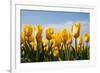 Yellow Tulips-kruwt-Framed Photographic Print