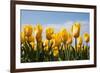 Yellow Tulips-kruwt-Framed Photographic Print