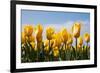 Yellow Tulips-kruwt-Framed Photographic Print