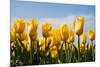 Yellow Tulips-kruwt-Mounted Photographic Print
