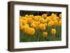 Yellow Tulips-Reystleen-Framed Photographic Print