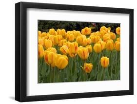 Yellow Tulips-Reystleen-Framed Photographic Print