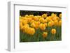 Yellow Tulips-Reystleen-Framed Photographic Print