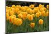 Yellow Tulips-Reystleen-Mounted Photographic Print