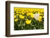 Yellow Tulips-Ivonnewierink-Framed Photographic Print