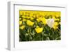 Yellow Tulips-Ivonnewierink-Framed Photographic Print