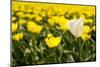 Yellow Tulips-Ivonnewierink-Mounted Photographic Print