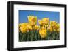 Yellow Tulips-kruwt-Framed Photographic Print