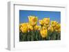 Yellow Tulips-kruwt-Framed Photographic Print