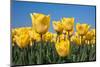 Yellow Tulips-kruwt-Mounted Photographic Print