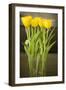 Yellow Tulips-Karyn Millet-Framed Photographic Print