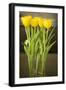 Yellow Tulips-Karyn Millet-Framed Photographic Print