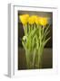 Yellow Tulips-Karyn Millet-Framed Photographic Print