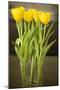 Yellow Tulips-Karyn Millet-Mounted Photographic Print