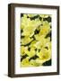 Yellow Tulips-Anna Miller-Framed Photographic Print