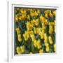 Yellow Tulips-Anna Miller-Framed Photographic Print