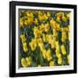 Yellow Tulips-Anna Miller-Framed Photographic Print