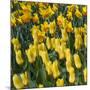 Yellow Tulips-Anna Miller-Mounted Photographic Print