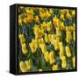 Yellow Tulips-Anna Miller-Framed Stretched Canvas