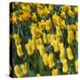 Yellow Tulips-Anna Miller-Stretched Canvas