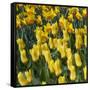 Yellow Tulips-Anna Miller-Framed Stretched Canvas