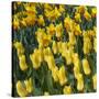 Yellow Tulips-Anna Miller-Stretched Canvas