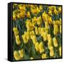 Yellow Tulips-Anna Miller-Framed Stretched Canvas