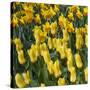 Yellow Tulips-Anna Miller-Stretched Canvas